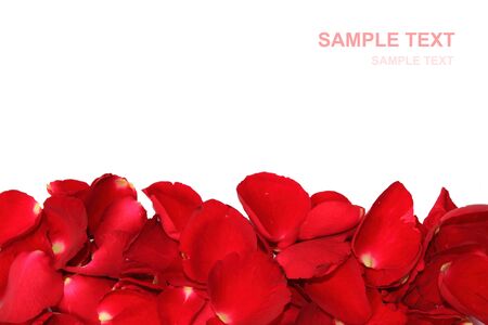 Rose Petals on the bottom frame, for postcardの写真素材
