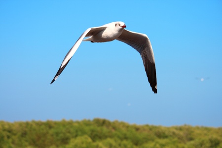 seagull flyingの写真素材