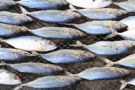 Mackerel on the basketの写真素材