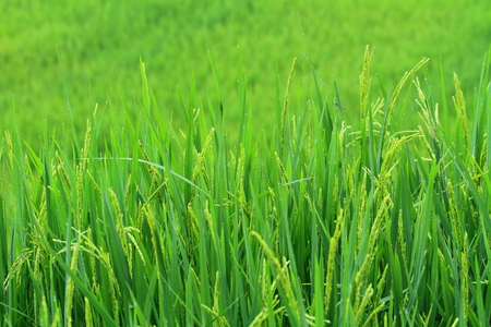 Young Riceの写真素材