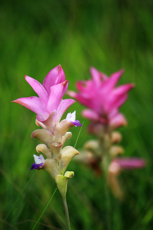 Pink Flowersの写真素材