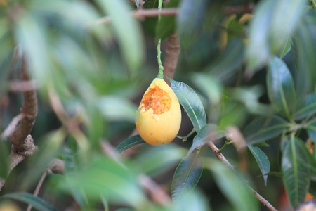 marian plum destroyed by pest