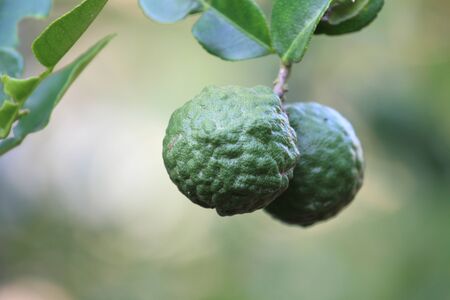 bergamot on the tree