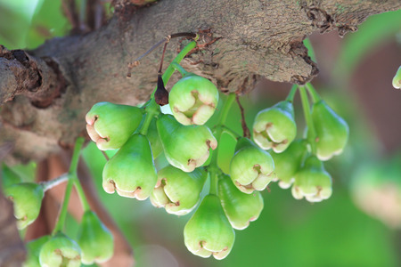 young rose apple on the treeの写真素材