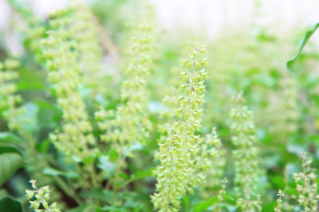 Ocimum sanctumの写真素材