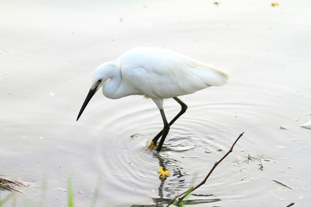 white egret at the lakeの写真素材