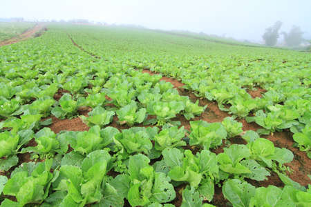 Fresh cabbage in the field
