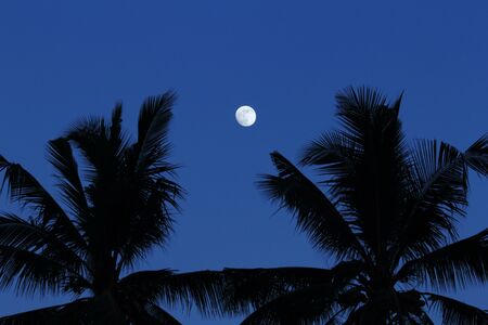 The moon between shadow of coconut treeの写真素材