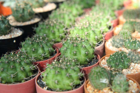 Soft focus Cactus