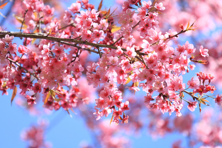Wild Himalayan Cherry