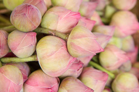 selective focus to lotus in trayの写真素材