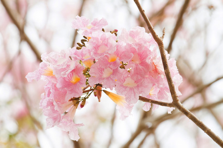 Tabebuia
