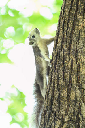 squirrel on the tree