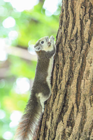 squirrel on the tree
