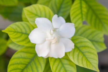 Selective focus to Cape Jasmineの写真素材