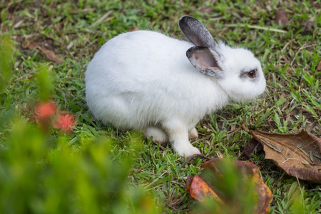 The rabbit in the parkの写真素材