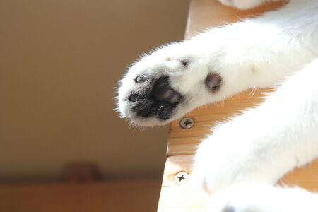 cat's feet