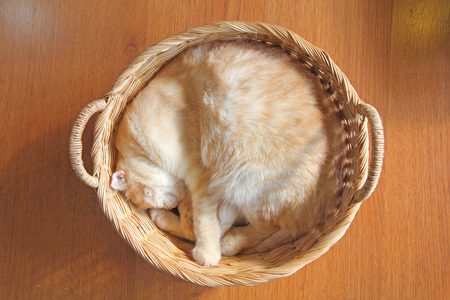 scottish shorthair in basketの写真素材