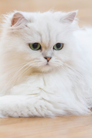 Lovely White Persian catsの写真素材