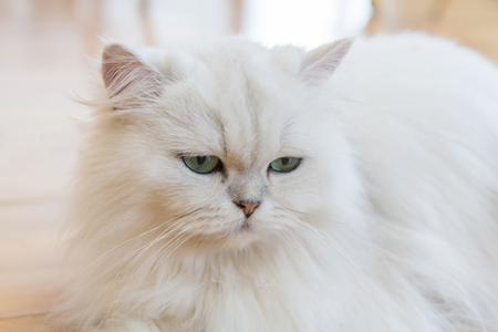 White Persian cats on the floorの写真素材