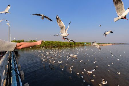 Feed the seagull at the seaの写真素材