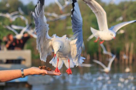 Feed the seagull at the seaの写真素材