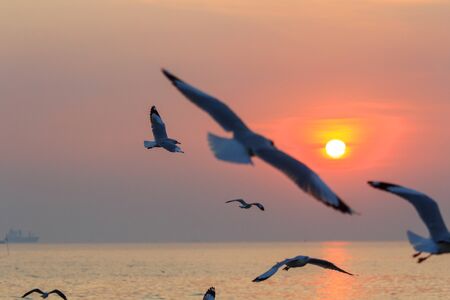 seagull flying on the sky in sunset timeの写真素材