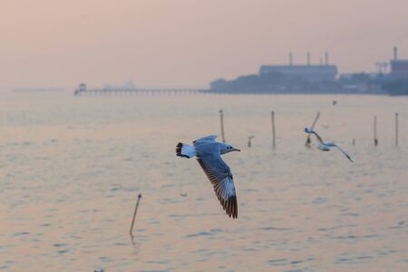 seagull flying on the sky in sunset timeの写真素材