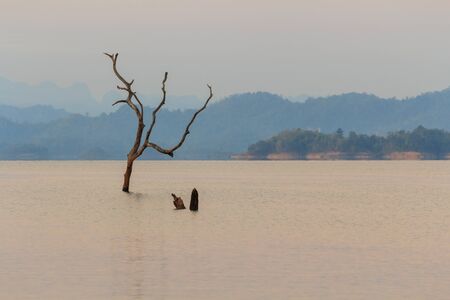 old branch in the lakeの写真素材