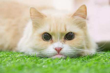 Munchkin cat on artificial grassの写真素材