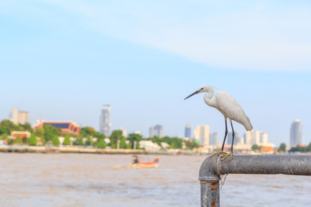 white egret at the lakeの写真素材