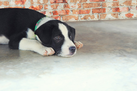 little dog on the floorの写真素材