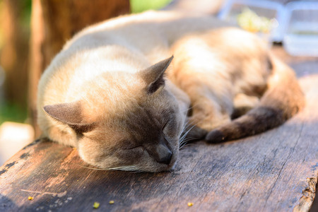 brown cat sleeping on wood plate / Thai catの写真素材