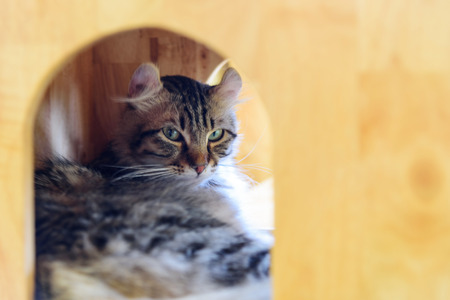American Curl cat in cat houseの写真素材