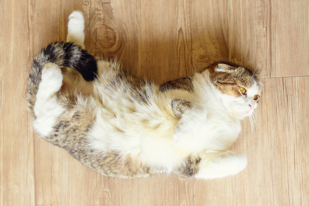 british shorthair sleeping on wood plateの写真素材