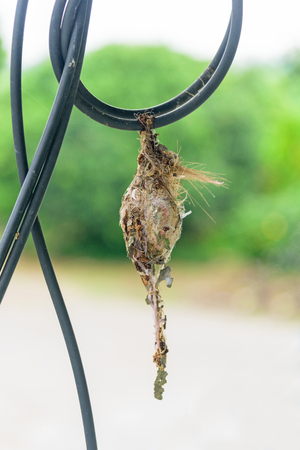 Bird's nest at wireの写真素材