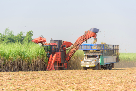 harvest the sugarcane by Sugarcane harvesterの写真素材