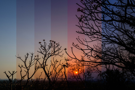 Different shade color of sunset with tree limbの写真素材