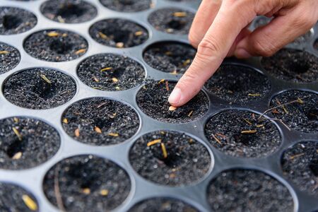 Add seed with black husk in Nursery trayの写真素材