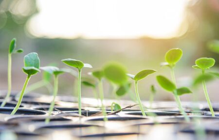 Sapling on Nursery tray with sunlightの写真素材