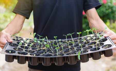 A man hold Nursery tray after add seed in black huskの写真素材