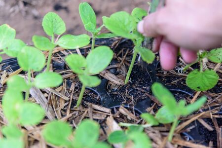 lap the Sapling from Nursery tray by spoonの写真素材