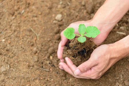 The man Plant The Sapling to soil