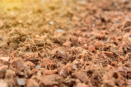 Dry the coconut peel with sunlight