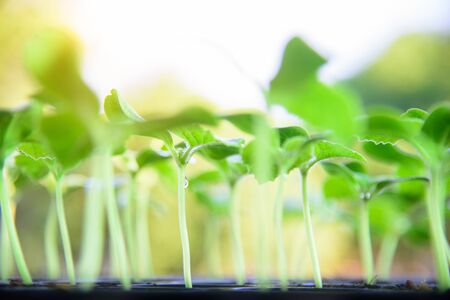 Sapling on Nursery trayの写真素材