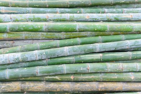 A lot of fresh Bamboo Logの写真素材