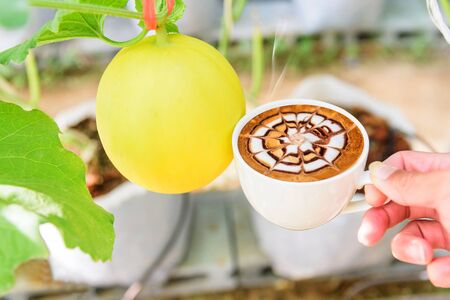 Fresh melon with hot cappuccino in greenhouseの写真素材