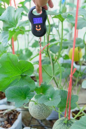 Use portable Digial scale for fresh melon  weigh in farmの写真素材