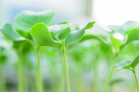 Sapling on Nursery trayの写真素材