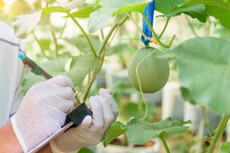 Farmer wear mask to growth check the young Fresh melon in greenhouseの写真素材